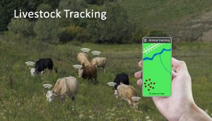 Livestock tracking